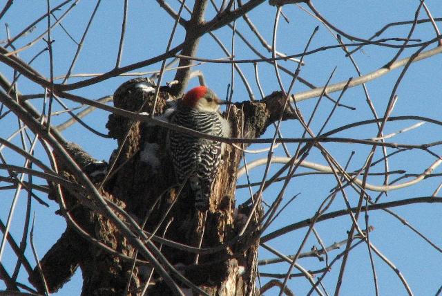 [Female+Red-Bellied+Woodpecker.JPG]