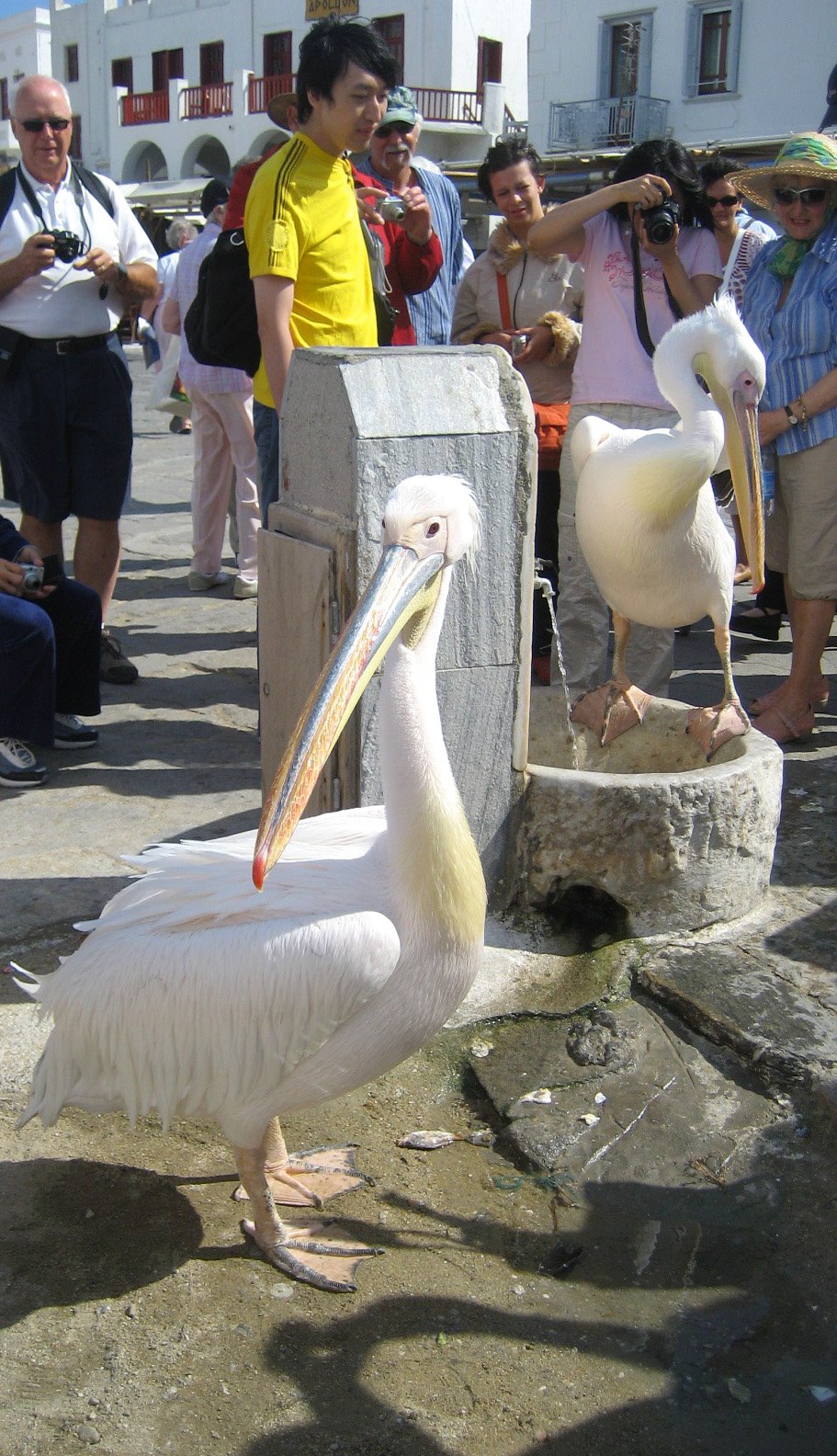 [Mykonos+pelicans.jpg]