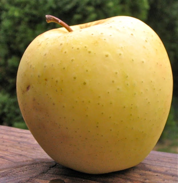 golden supreme apple