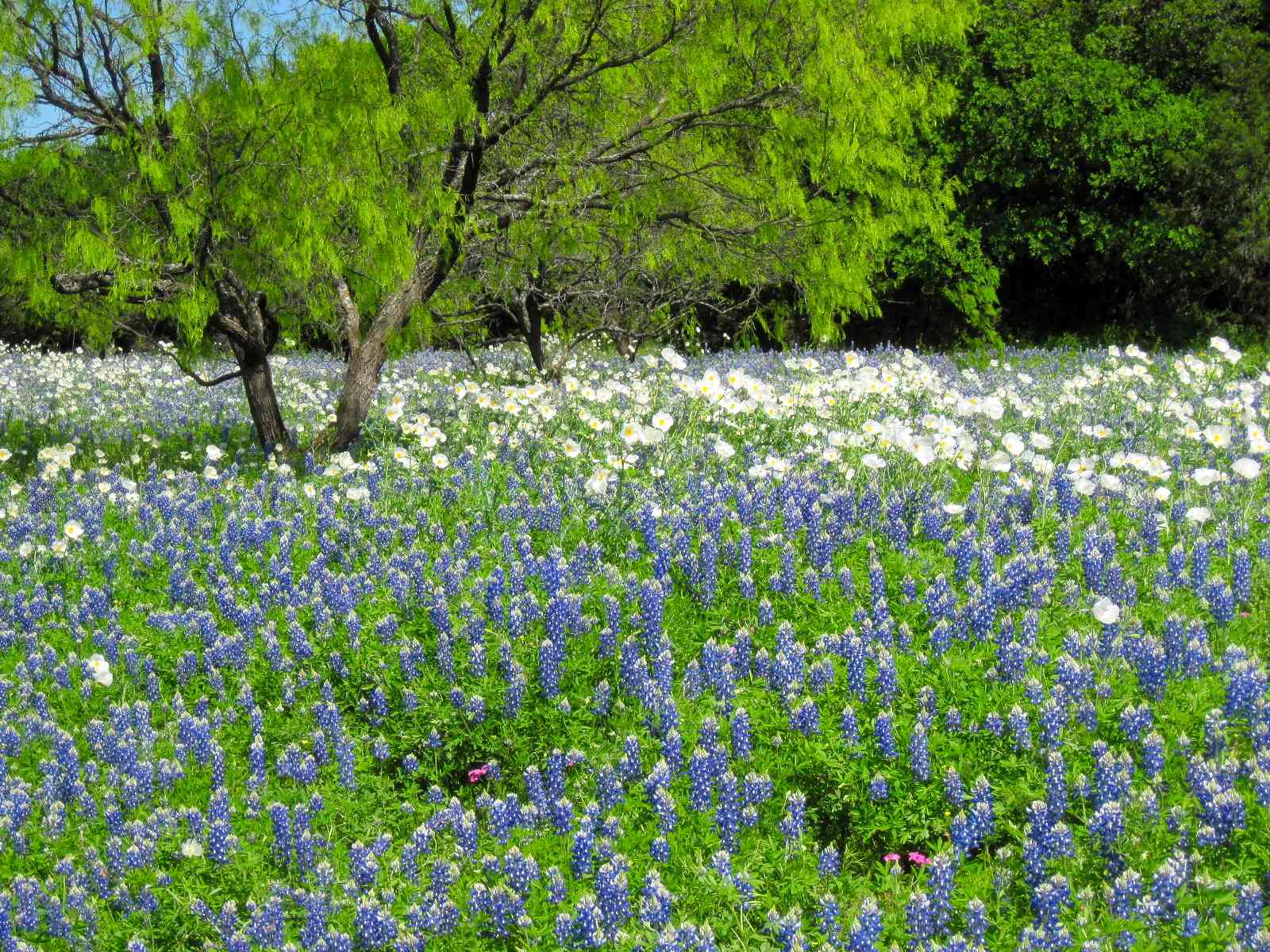 Becky, Donnie and Maddy on the Road Hill Country Wildflowers