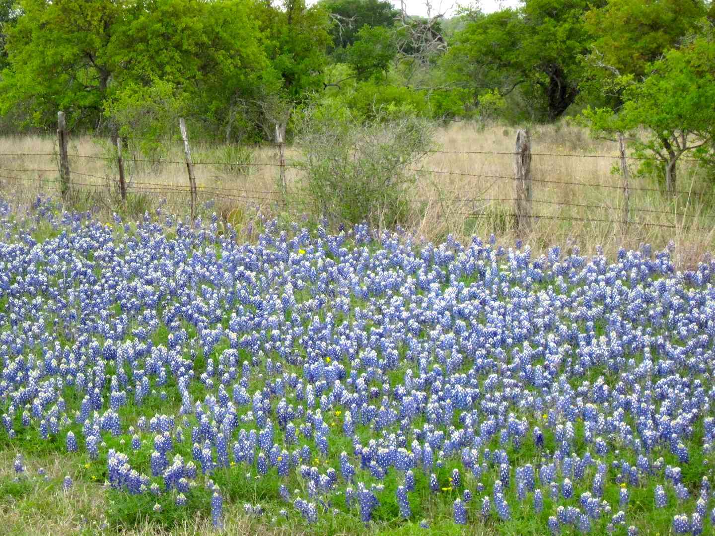 Becky, Donnie and Maddy on the Road Hill Country Wildflowers