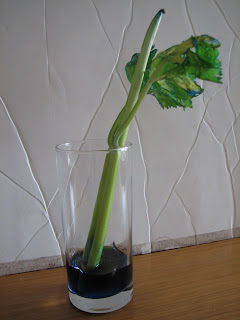 Science Matters: Plants: Celery in Colored Water