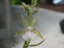 Orchid in bloom