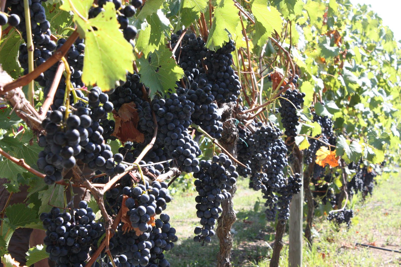 Jersey Foodies Valenzano Wine Fest 2010 Shamong, NJ