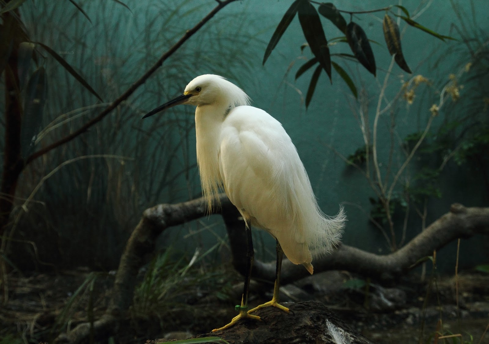 Judge, Jury, and Exhibitioner: Flightless: Birds of the Bronx Zoo