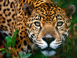 Animals Wallpapers (7) Animals Wallpapers (7)