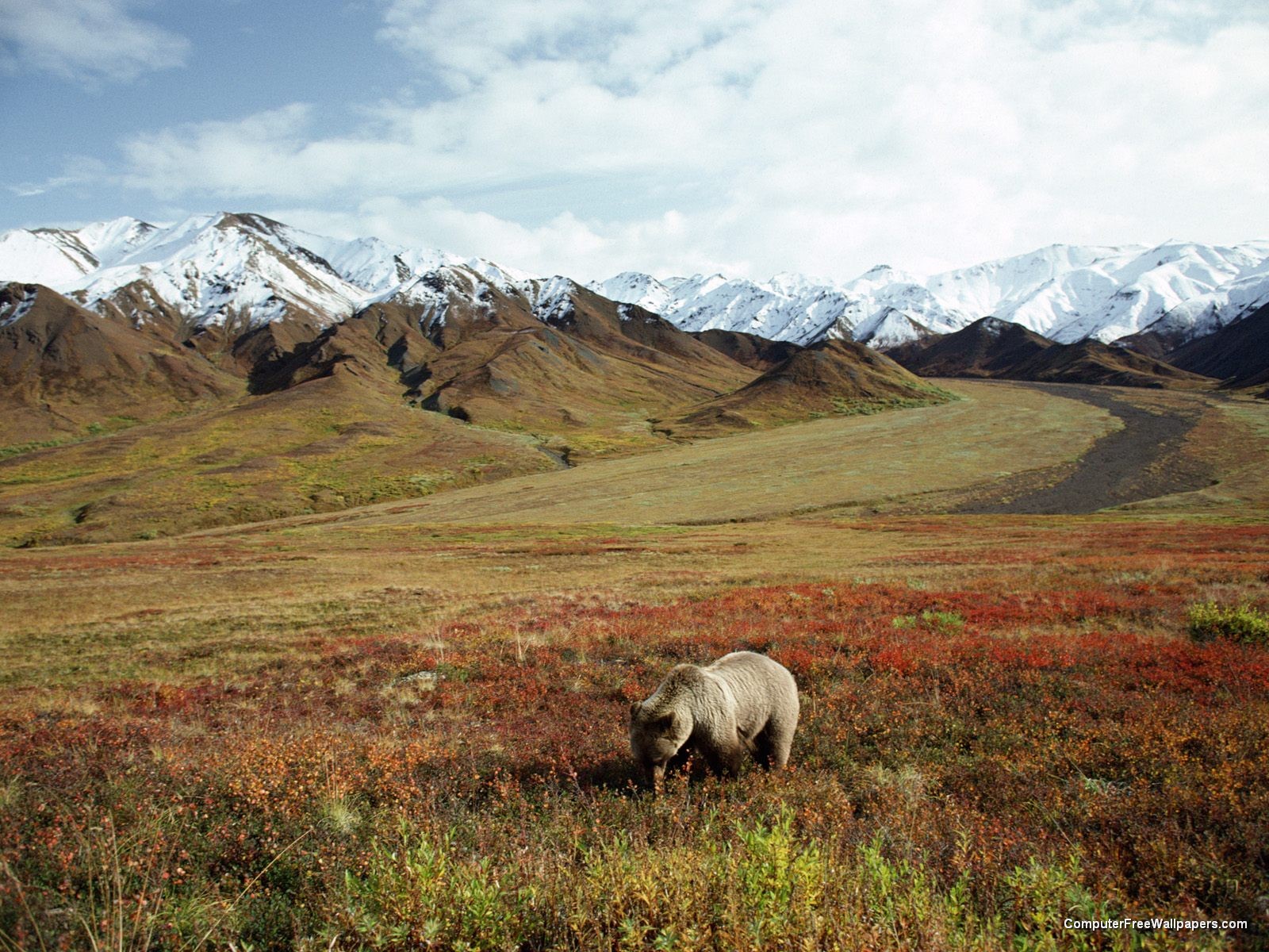 [Foraging+Grizzly+Bear+Alaska.jpg]