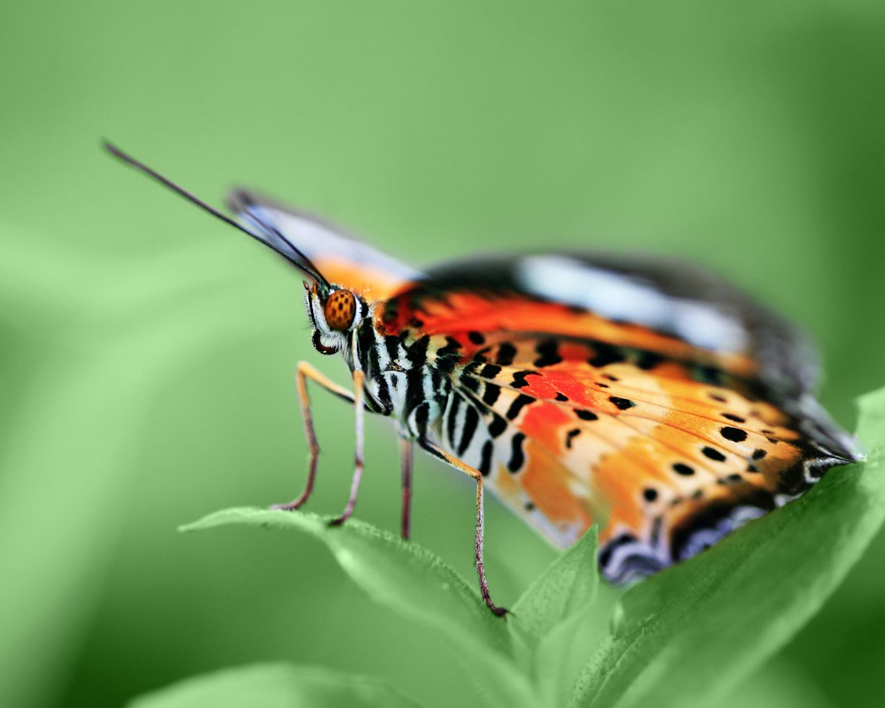 [Animals_Insects_Butterfly_on_green_005533_.jpg]