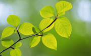 Green Leaves Wallpapers . Yellow Background Wallpaper