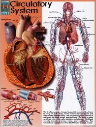 School Workz: circulatory system