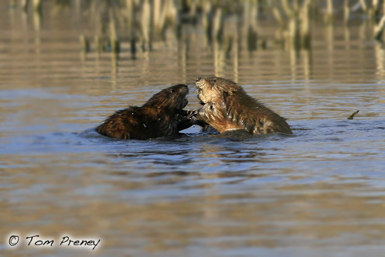Tom Preney's Blog: Muskrat Behaviour