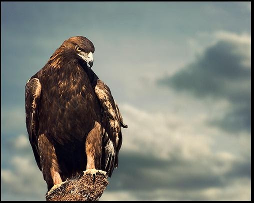 A MÍ ME DA MIEDO: El águila, símbolo de culturas