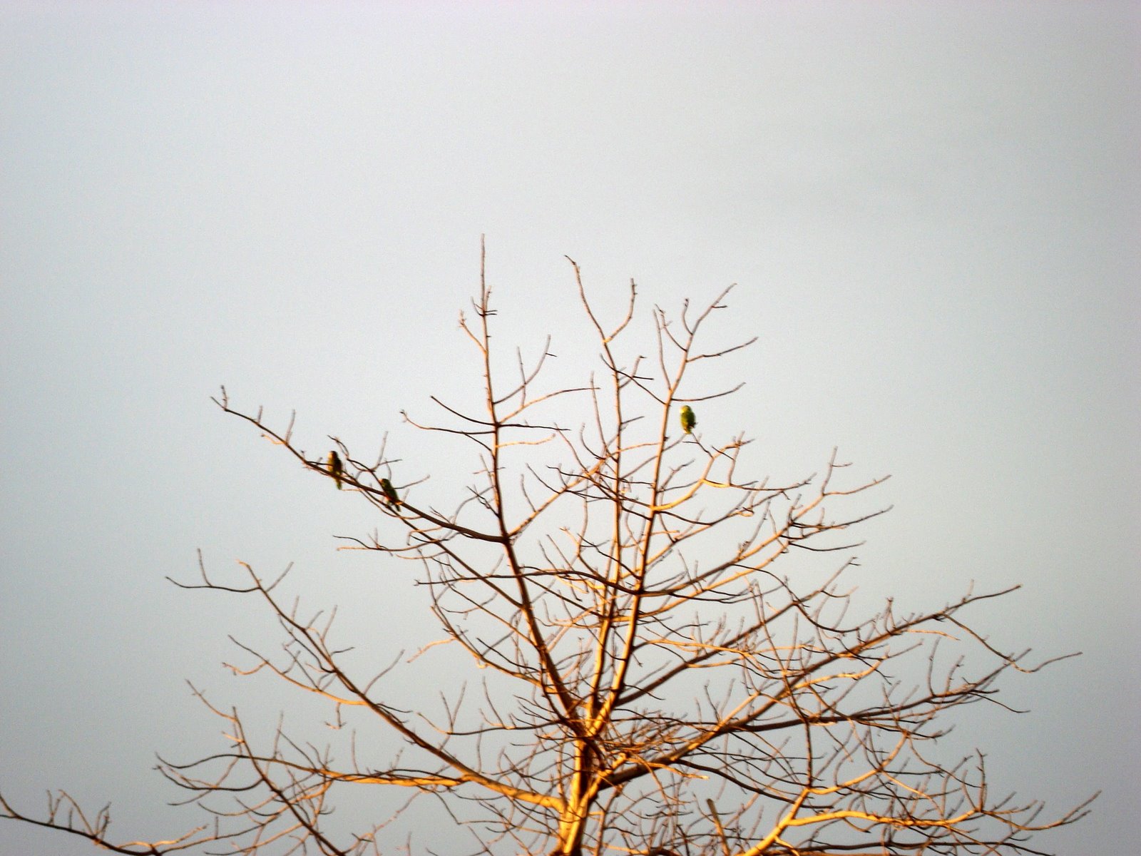 [pajaros+profugos.jpg]