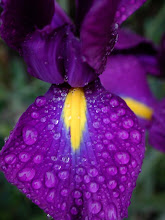 Iris, San Diego garden