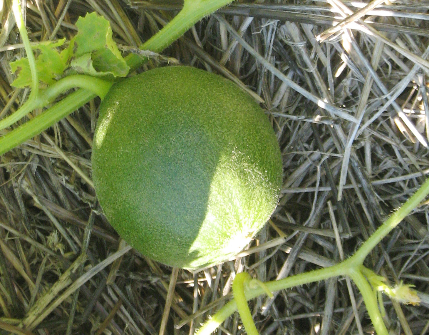 [IMG_3232.jpg]