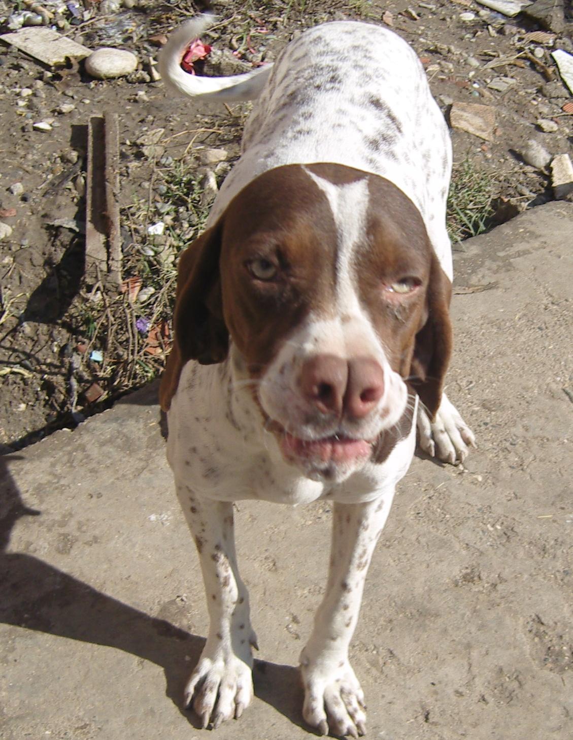 DİŞİ TARSUS ÇATALBURUN AV KÖPEĞİ, AV KÖPEKLERİ, eğitimi, ucuz, satılık