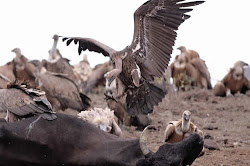 vulture bird flying birds highest ruppell monstrous fly exposed monsters