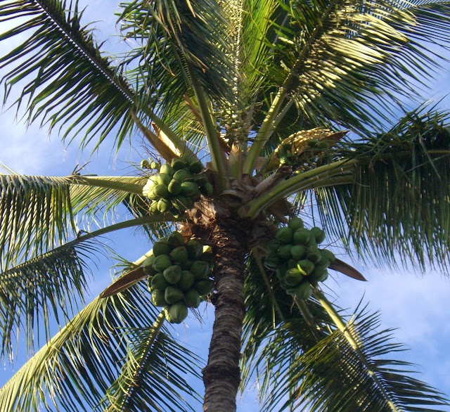 Wailea Daily Photo It's Coconut Season Again