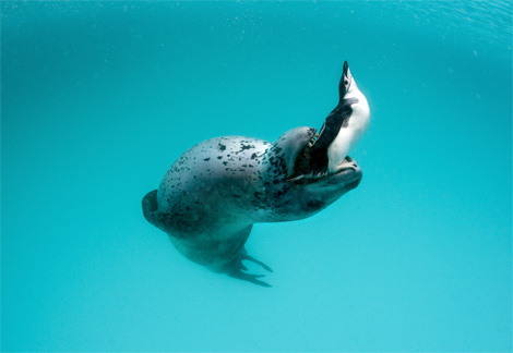 [Leopard+Seal+With+a+Penguin,+Antarctic+Peninsula,+2006.jpg]