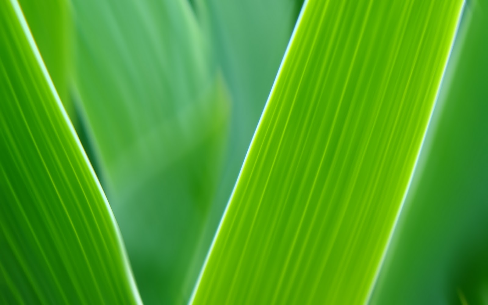 HQ Wallpapers: Green Leaves with noise 1920x1200 Wallpapers