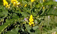 Cassia