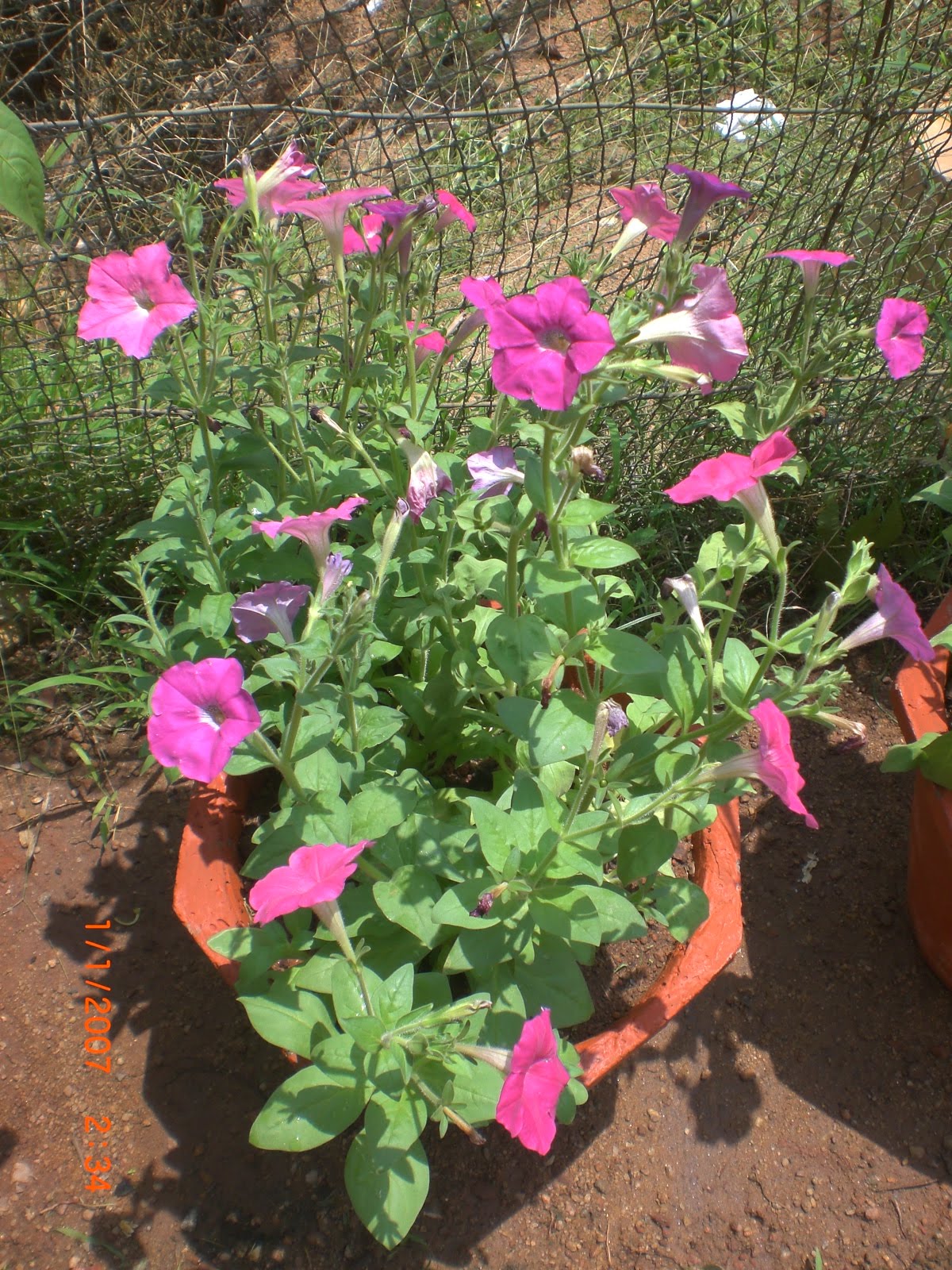 Crotons World Petunia Plants Buy Plants in Chennai India