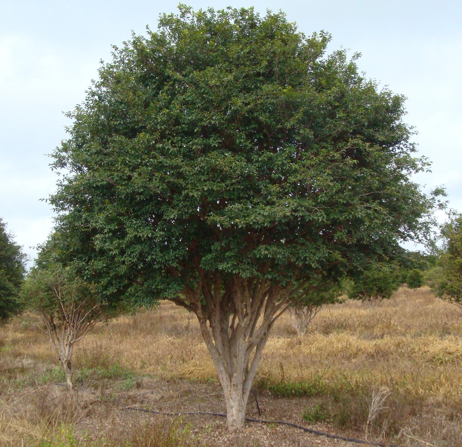 Pianta Da Frutto Esotica Tropicale 'Jabuticaba' Plinia - Foto 4
