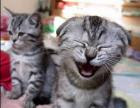 El gato se ríe de los versos para cebollitas!!!!