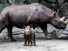 Nació un rinocerontito en el Zoo de UENO