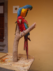 Unos papagayos jugando en el museo de Colón