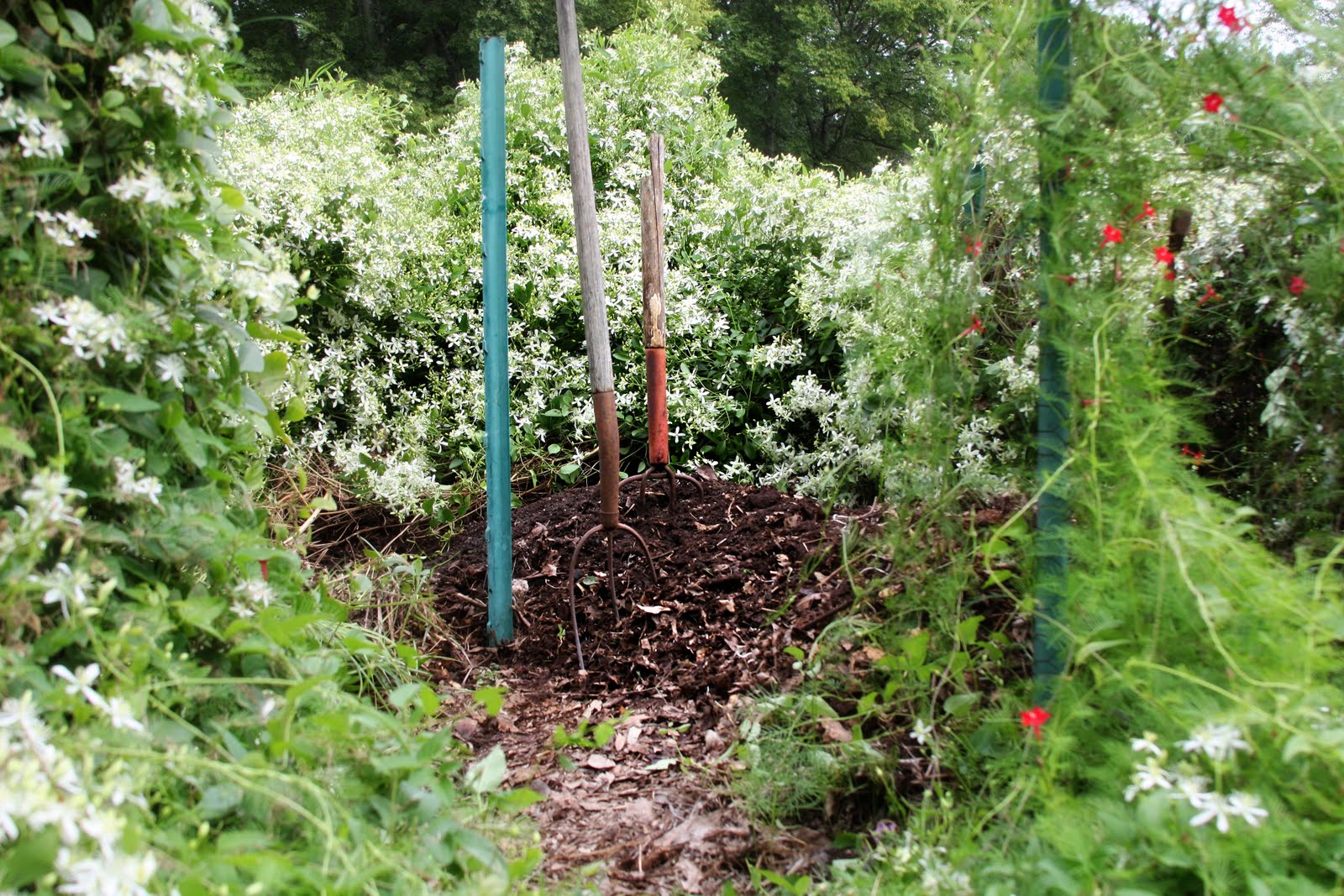 erin's art and gardens compost and clematis