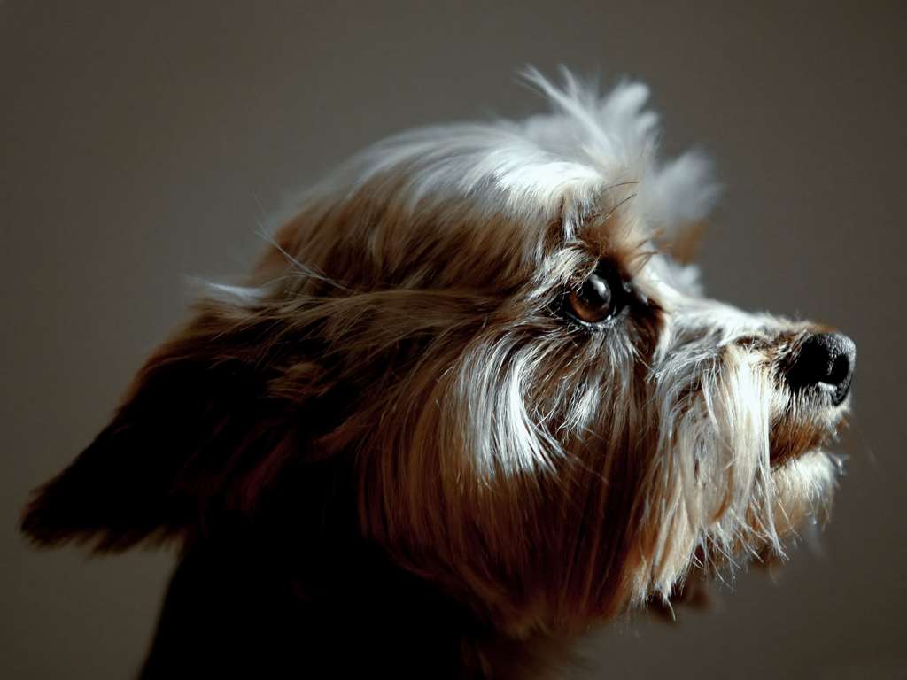 Australian Silky Terrier : vivace e simpatico | Immagini e Sfondi per ...