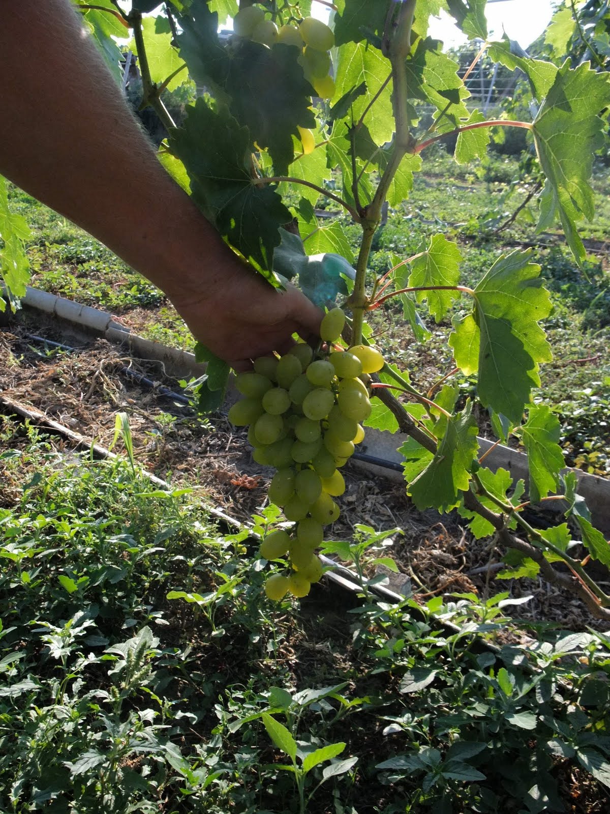 Блог про виноград Киушкина Николая: Сорта винограда с фото для рынка и иххарактеристики. Пробежка по винограднику Серг��я Сидоряки.