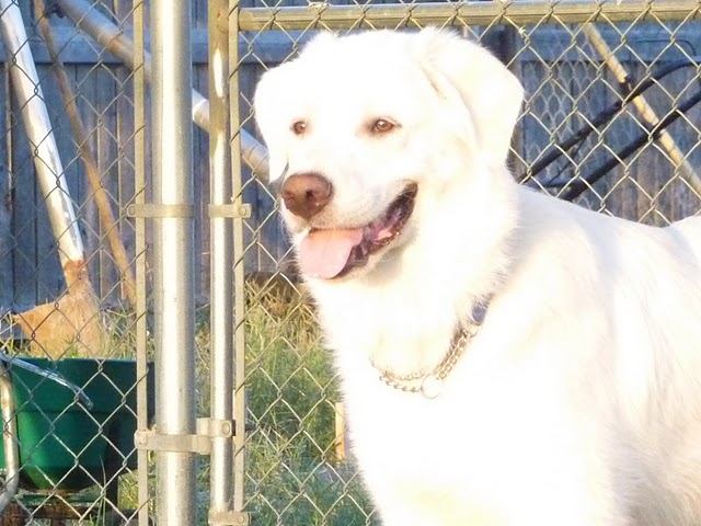 The Doomed Dogs Rescue Club: Princess