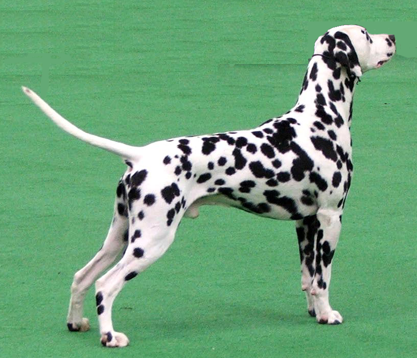 История происхождения и распространения