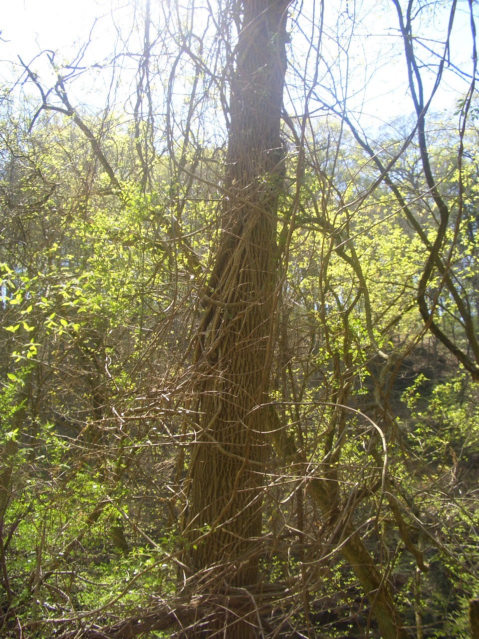 Urban Almanac: Observations of Nature in Philly: Invasive Plants in ...