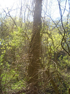 Urban Almanac: Observations of Nature in Philly: Invasive Plants in ...