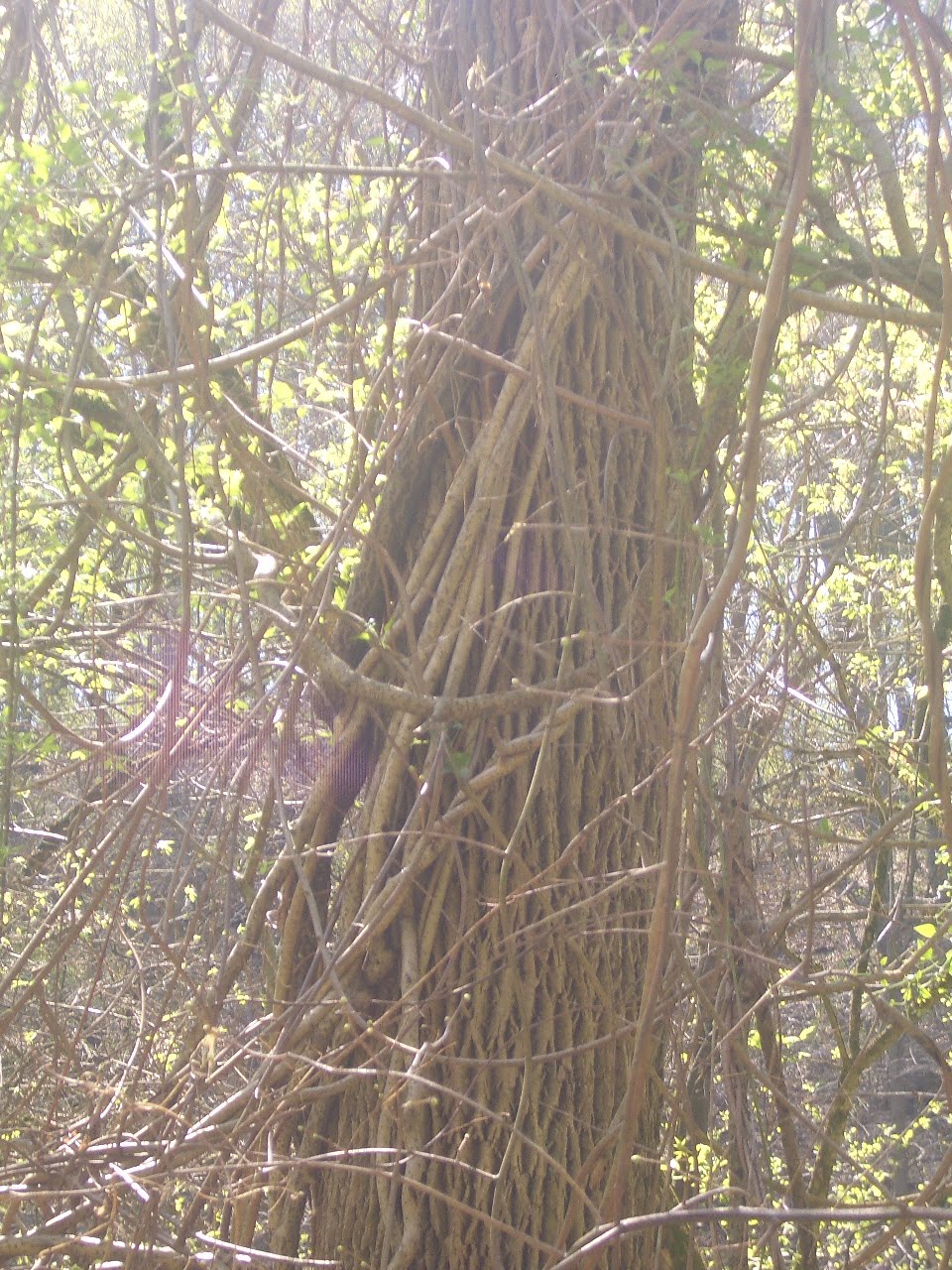 Urban Almanac: Observations of Nature in Philly: Invasive Plants in ...
