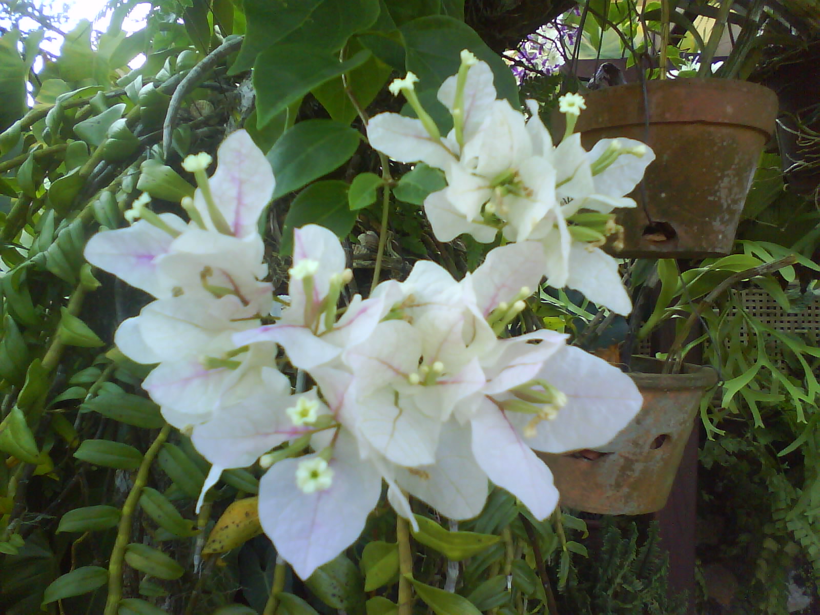 Impiana Iman: Bunga Kertas Eskrim