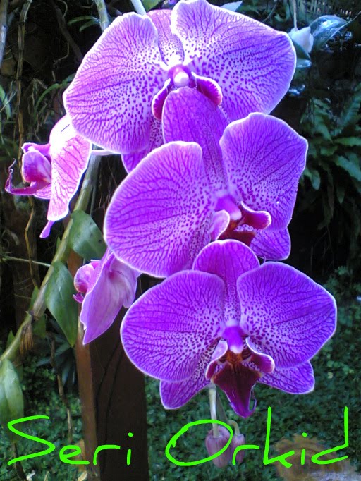 Seri Orkid