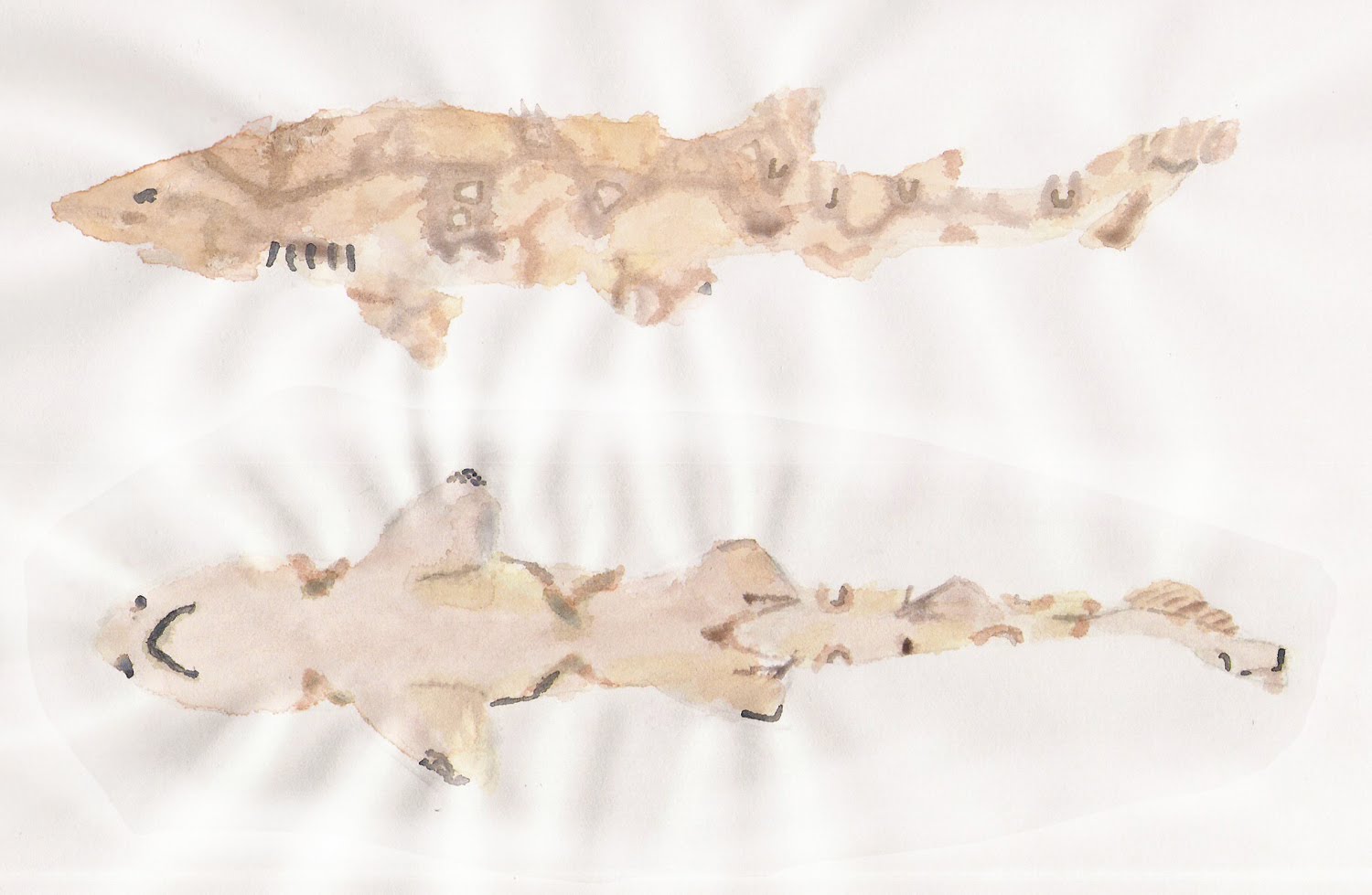 Pescadotes March 2010