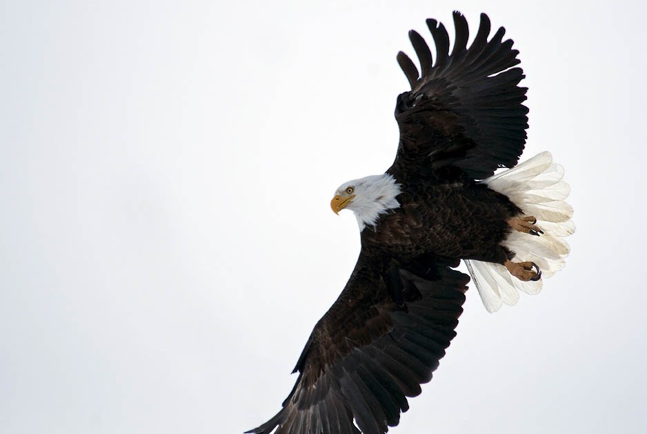 Wyoming Photos: Bald Eagle