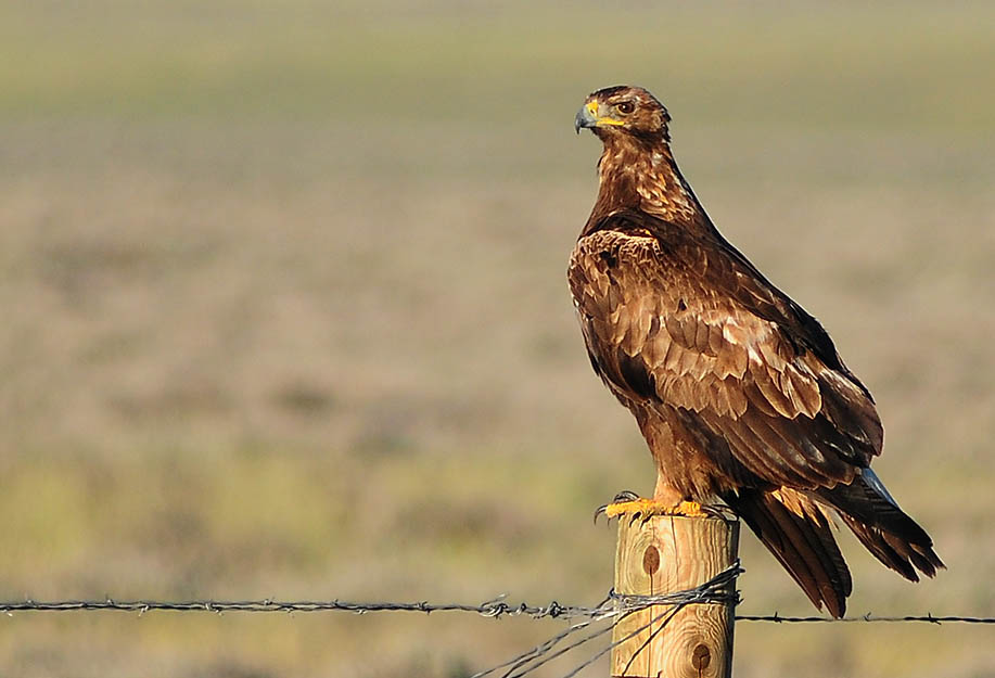 Wyoming Photos Golden Eagle