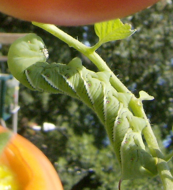 [tomato+worm5.jpg]