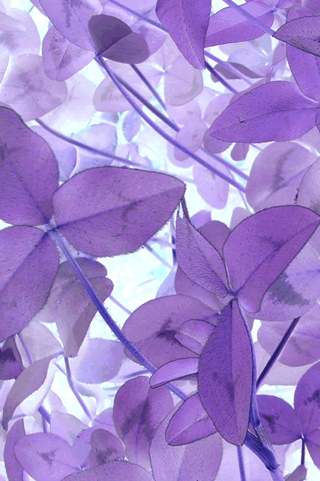 Pin by bianca on purple | Purple love, Purple aesthetic, Purple flowers