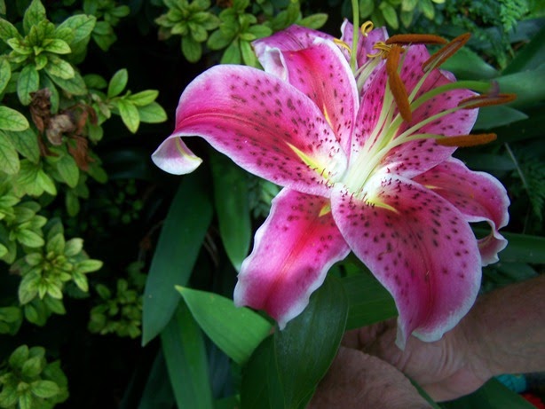 South African Photographs: The most beautiful lilies on earth