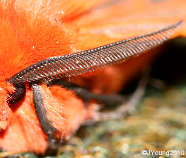 South African Photographs Insect antennae