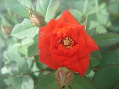 Rosa del jardín de Dulce.