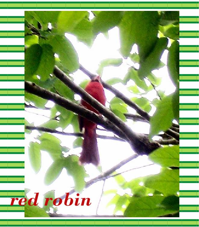 [red+robin.jpg]