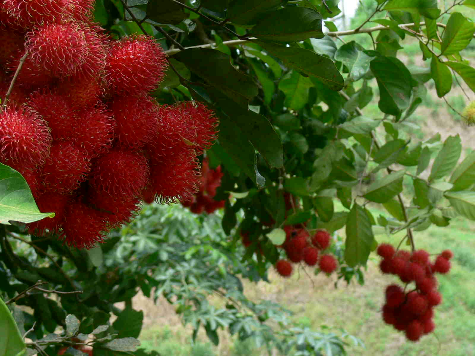 Rambutans Dark Side Surprising Health Risks You Need To Know - 03wv477